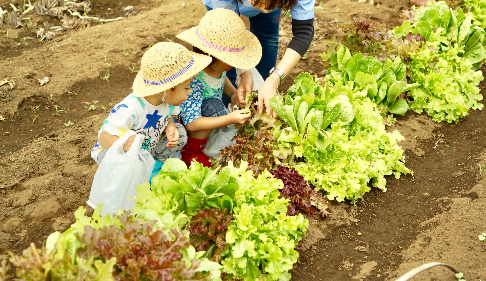 【貸し農園をレンタル】シェア畑実体験！自分産の野菜を育てる