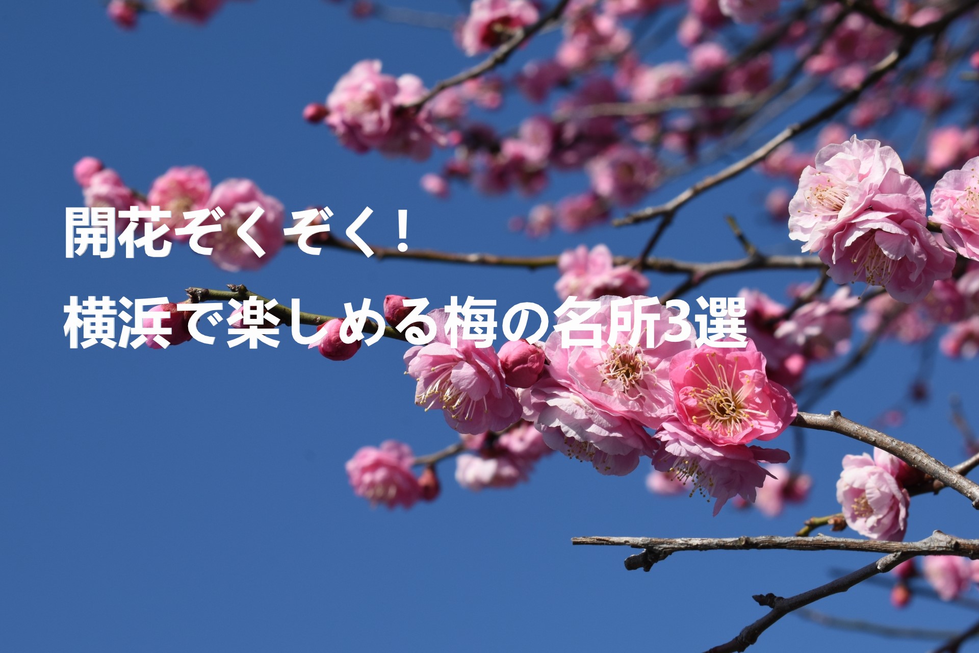【2023】開花ぞくぞく！横浜で楽しめる梅の名所3選