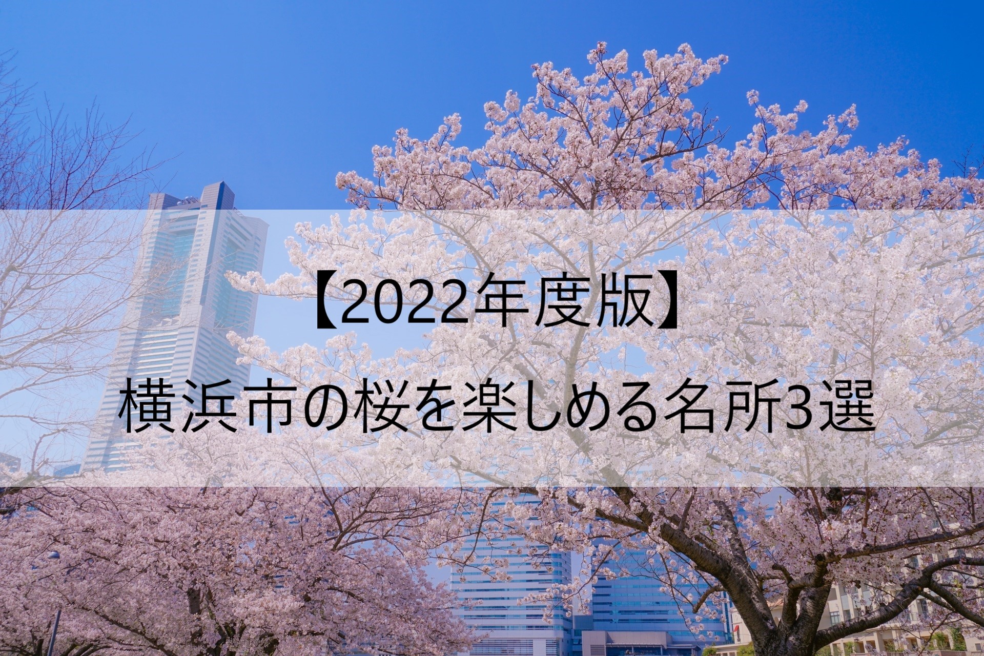 【2022年度版】横浜市の桜を楽しめる名所3選