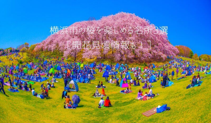 【2023】横浜市の桜を楽しめる名所3選
