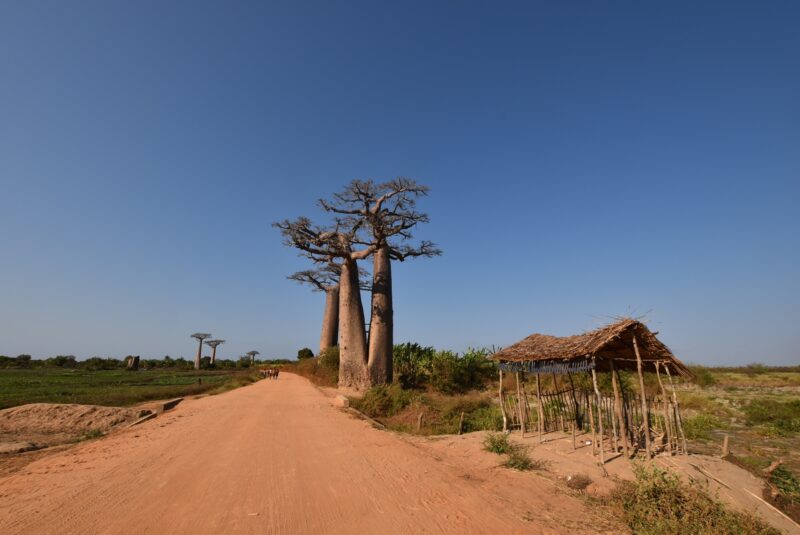 マダガスカル_バオバブの木