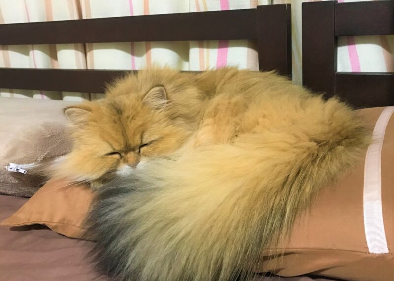 猫_冬は枕がベッド