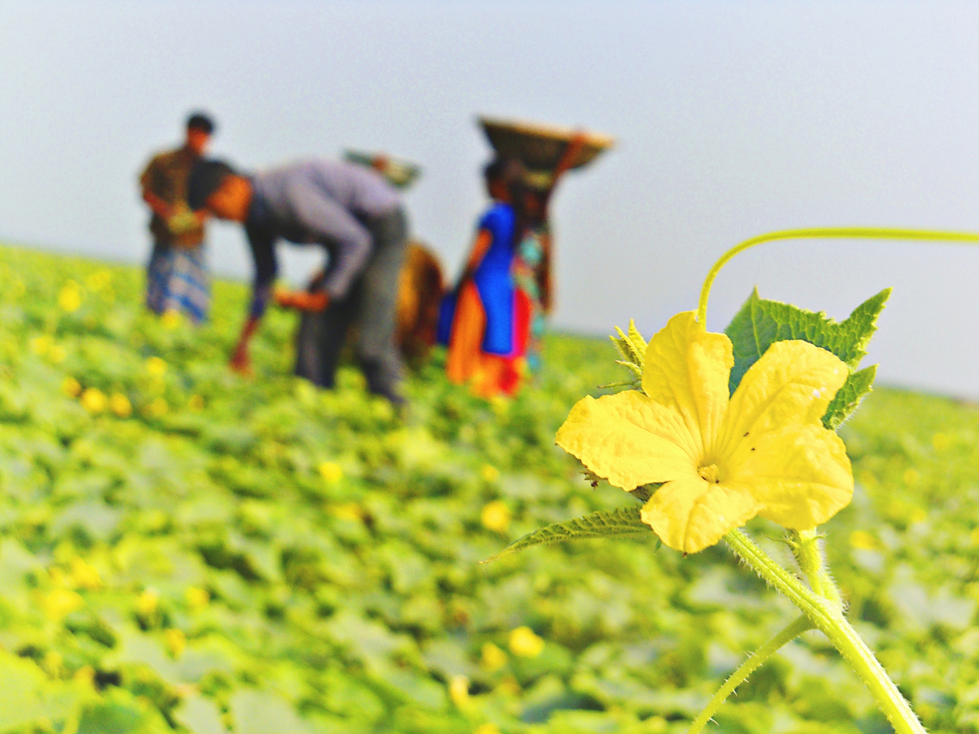 フェアトレード」とは？何がいいの？仕組みから見る必要な理由